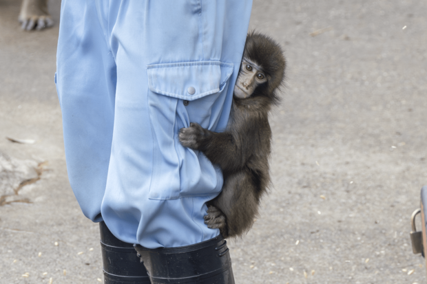 飼育員にしがみつく子ザルのパンチくん（写真／読者提供）