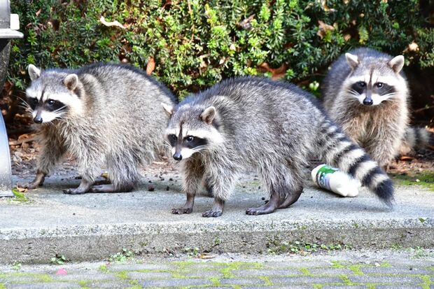 日本国内では、アライグマは食用肉としての認知度は高くない（写真はイメージです）