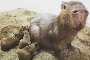 カピバラの赤ちゃん　写真提供／草津熱帯圏