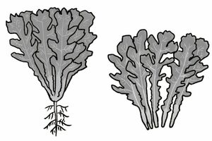 右が関東で売られている“春菊”、左が関西で売られている“菊菜”