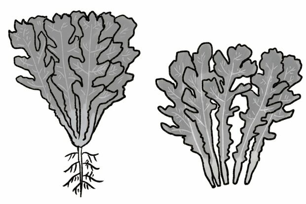 右が関東で売られている“春菊”、左が関西で売られている“菊菜”