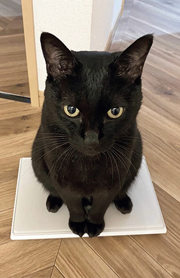 ろんさん・元・保護ねこの9歳男子。ちゅ～るが大好物。三角座りの飼い主のひざの下でのお尻ポンポンと、ぬいぐるみサッカーが大好き。飼い主と2人暮らし。