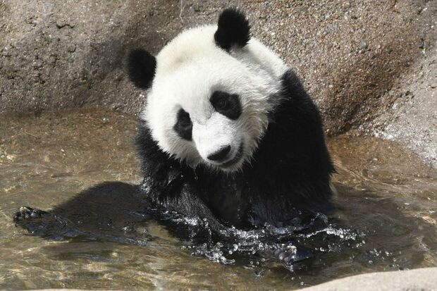 楓浜(ふうひん) 写真/共同通信社