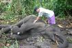 罠にかかり死んだ9歳のアジアゾウ。農園を踏み荒らす被害を防ぐため、罠が仕掛けられている