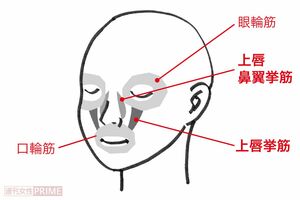 ほうれい線に関わる表情筋