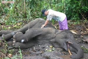 罠にかかり死んだ9歳のアジアゾウ。農園を踏み荒らす被害を防ぐため、罠が仕掛けられている