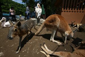 広場でカンガルーやワラビー、ペリカンが自由に動き回る
