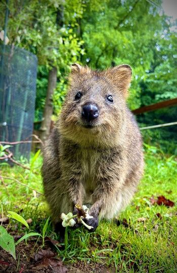 真美子夫人が好きなクオッカ。笑っているように見え、世界一幸せな動物と呼ばれる（埼玉県こども動物自然公園提供）