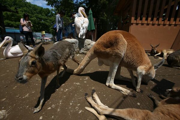 落ちたら死にます 日本一危険な動物園 とうたう触れ合えすぎる動物園 週刊女性prime