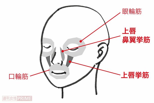 ほうれい線に関わる表情筋