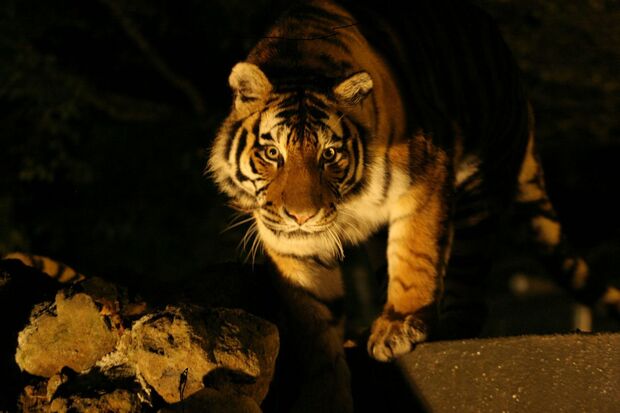 夜の動物たちの活動的な姿にドキッ！／富士サファリパーク「ナイトサファリ」