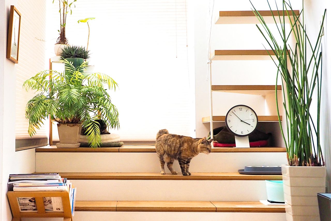 Amazon.co.jp: 多機能猫のアパート 猫の別荘 3 階建ての猫の家猫