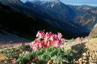 【心理診断】プレゼントを選ぶだけであなたのタフ度が判明!