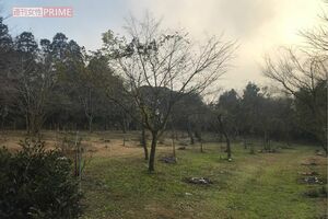 樹木のそばに遺骨を納め、樹木を墓標とする樹木葬。近年選ぶ人も多くなりつつある。写真は市原悦子さんの樹木墓地