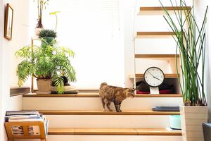 木津さんプロデュースのアパートでは、猫たちがのびのびと暮らす（写真提供／木津イチロウさん）