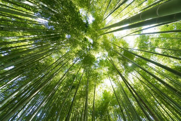 小鳥のさえずり、木々の揺れる音、風が吹く音……。自然の音には“ゆらぎ”という現象があり、耳をすませるだけで疲労回復効果があるという。「近くに自然がなければ、街の音に耳を傾けるだけでもOK。副交感神経が活性化され、リラクゼーション効果が期待できます