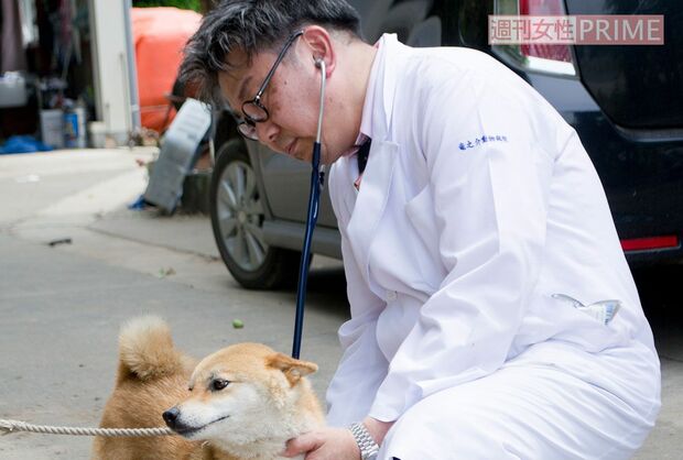 被災後、益城町へペットの治療に赴く徳田竜之介医師