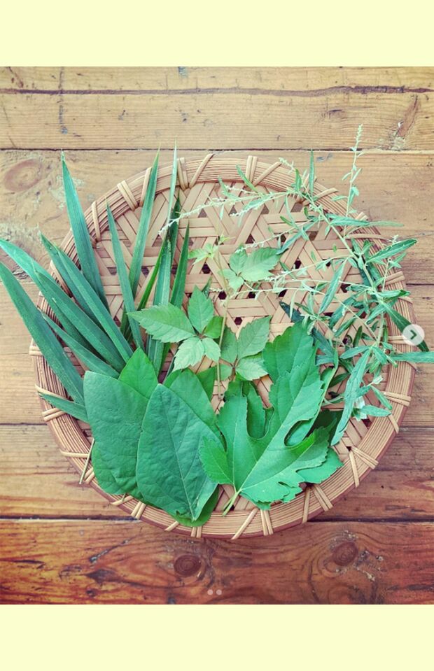 庭で採れたクワの葉などを、乾燥させて野草茶に（鶴田のインスタグラムより）