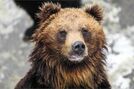 「クマよ、早く冬眠してくれないか」出没に怯える市民たちの切なる願い、緊迫の被害地域“現地ルポ”