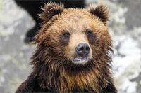 「クマよ、早く冬眠してくれないか」出没に怯える市民たちの切なる願い、緊迫の被害地域“現地ルポ”