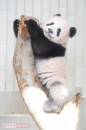 生後約6か月のシャンシャン。カメラで撮ってくれと言わんばかりのポーズを決める