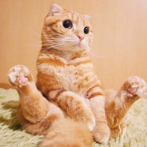  両足をピーンとしてお座り。愛らしい目で見つめられたらイチコロ (c)ねこ休み展 夏 2016