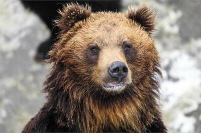 「クマよ、早く冬眠してくれないか」出没に怯える市民たちの切なる願い、緊迫の被害地域“現地ルポ”
