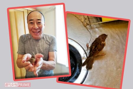 昨年6月に路上でカラスに襲われていた子スズメを保護した直後にブログにアップした写真(左)スズメを飼育している様子も日ごろからブログにアップしていた(右)