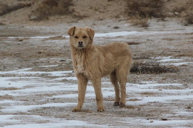 中国奥地の遊園地では、園内で野犬と遭遇することがある。危険!（撮影／関上武司）