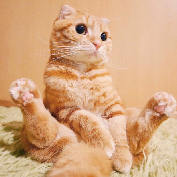 20160802_neko_osuwari