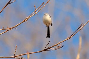 天使すぎる鳥 雪の妖精 と話題沸騰中 シマエナガちゃんを知っていますか 週刊女性prime