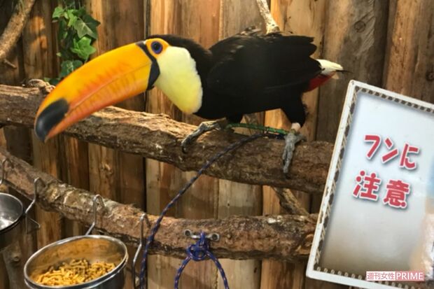 めっちゃさわれる動物園のオオハシ。飛んで逃げないように足元はひもでつながれているがすぐ手が届く距離にいる