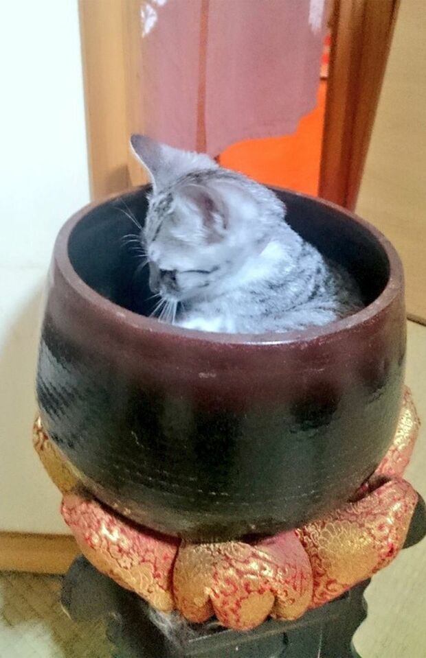 クゥさん・1歳。「暑いからってそんなところで涼むんじゃない」（飼い主）（※画像は飼い主提供）