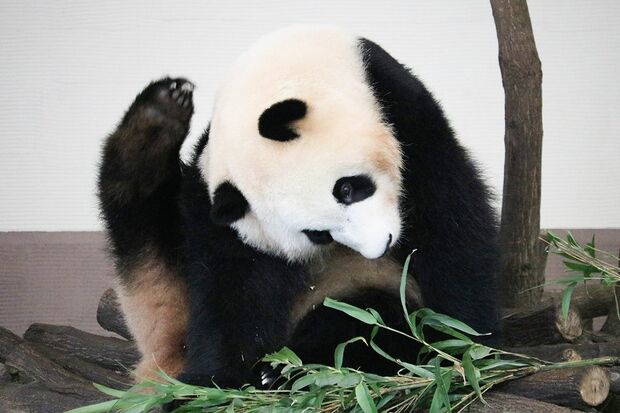 Q.ストレッチだ～れだ　C　（撮影／二木繁美）