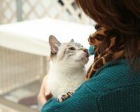 猫シェルター代表「足りないのは愛情ではなくシステム」