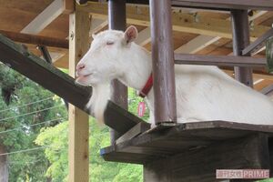 高いところで過ごすポニョ