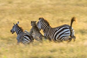 サバンナシマウマ