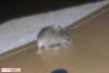 駆除されたクマネズミ（写真は編集部で一部加工）