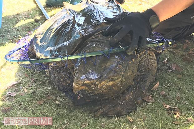 ワニガメは力が強く押さえつけるのもひと苦労