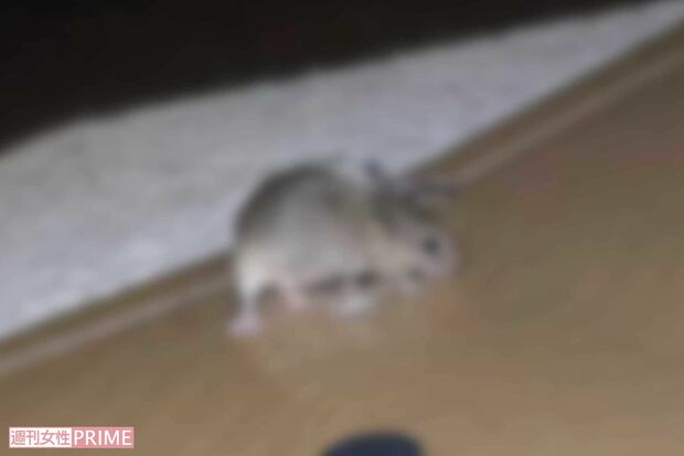 駆除されたクマネズミ（写真は編集部で一部加工）