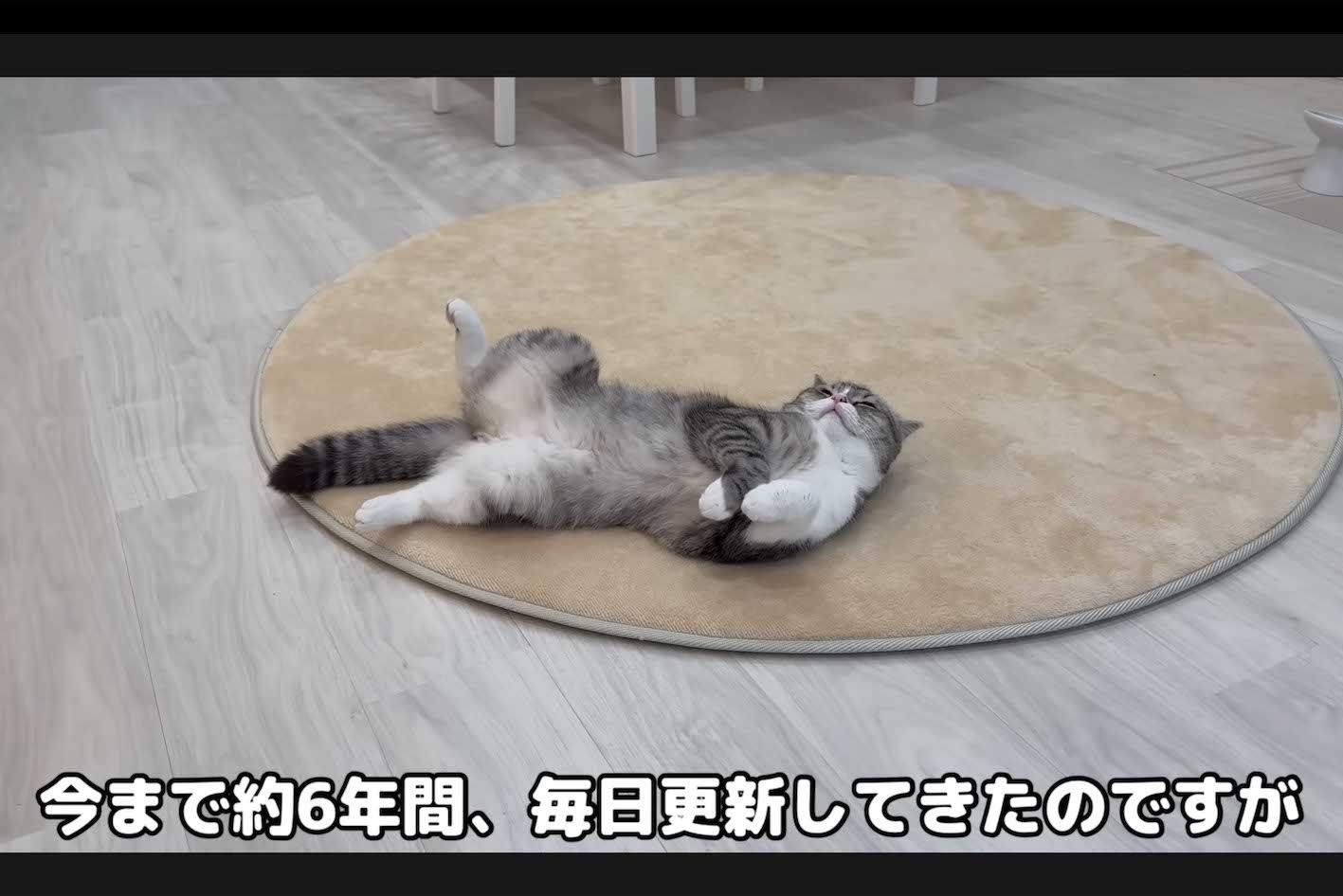 YouTube『もちまる日記』、毎日更新の終了を発表に「毎日が異常だった」囁かれる猫の負担と“動物虐待”炎上の過去 - 週刊女性PRIME