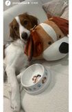 大谷翔平がインスタグラムに投稿した、ソファでくつろぐデコピン。来年3月に来日するのだろうか