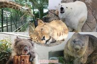 日本最高齢の「ご長寿動物」大集合!人間なら120歳を超える“ギネス認定”コアラのみどりちゃんも