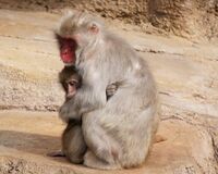 60代女性「(子を)自分の所有物だと思うと確執を生むだけ」