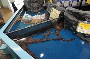 タカアシガニやナヌカザメ、オオグソクムシなど、生きている深海の生き物に触れるタッチプール