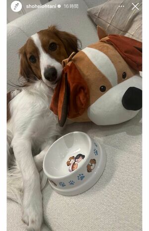 大谷翔平がインスタグラムに投稿した、ソファでくつろぐデコピン。来年3月に来日するのだろうか