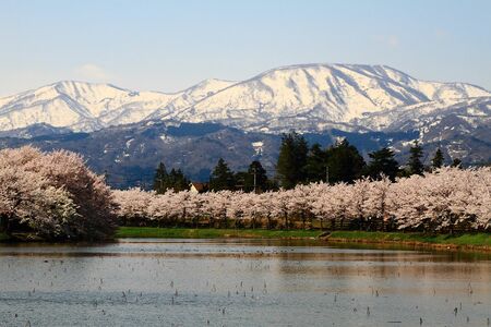 上越市の松ヶ峯周辺では4月頭に桜が開花。妙高山の残雪とのコントラストが映える