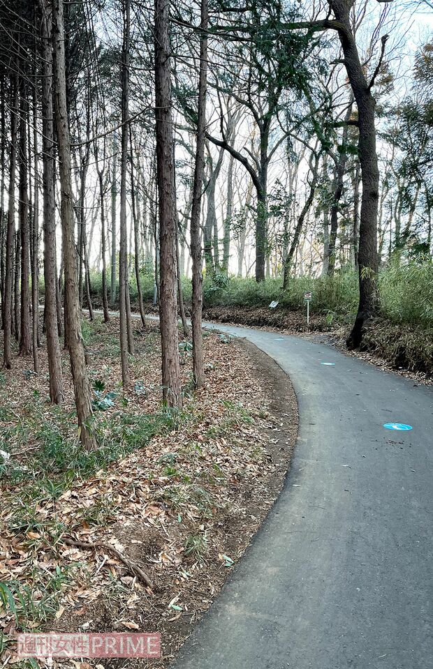最寄り駅の鶴川駅からスタジアムまでの道中。森に囲まれた道になっていて、急な坂道が続く