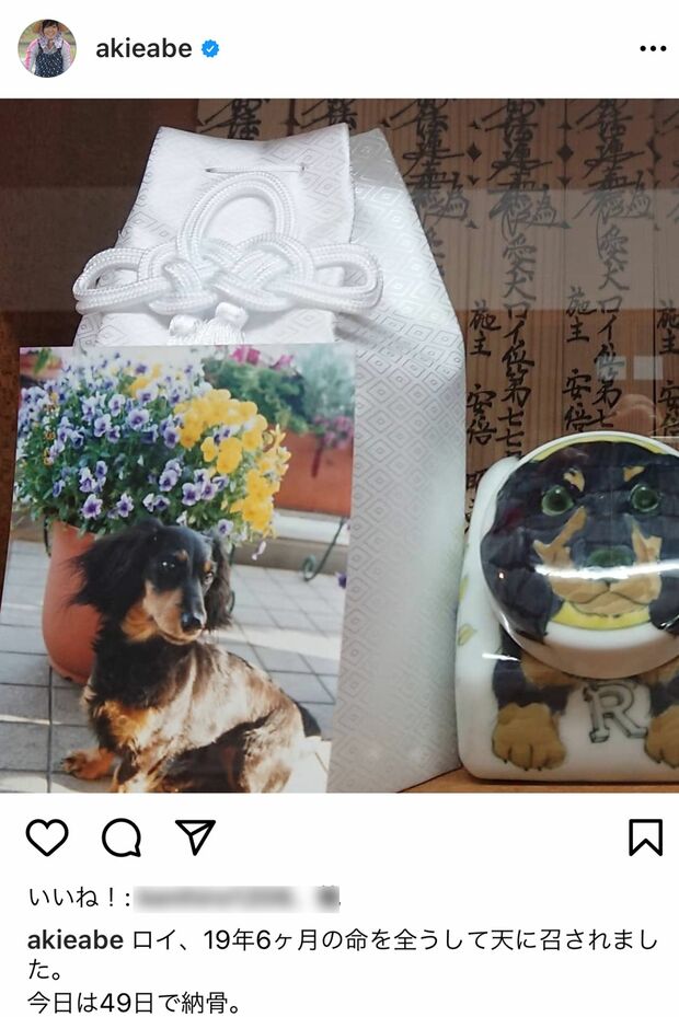 安倍晋三前首相も今年2月に愛犬を亡くした。6月末に保護犬を引き取っている。写真左は愛犬の死を伝える昭恵夫人のインスタグラム