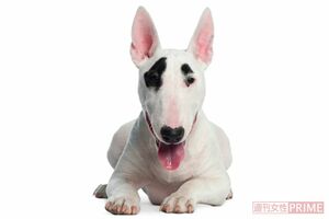 「ブルドッグ」と「テリア」の交配によってつくられたイギリス原産の犬種「ブルテリア」（撮影／吉岡竜紀）